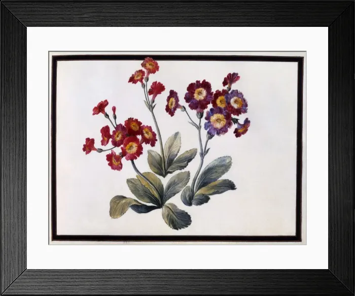 Framed Print : Auricula, c. 1690 (gouache on paper) Framed Print : Auricula, c. 1690 (gouache on paper)