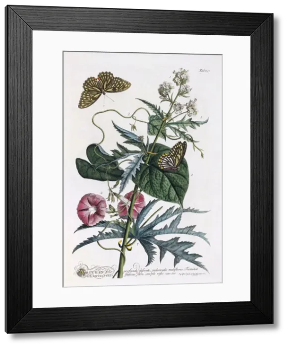 Framed Print : 1. Abutilon, 2. Convolvulus, c. 1748 (hand coloured engraving) Framed Print : 1. Abutilon, 2. Convolvulus, c. 1748 (hand coloured engraving)