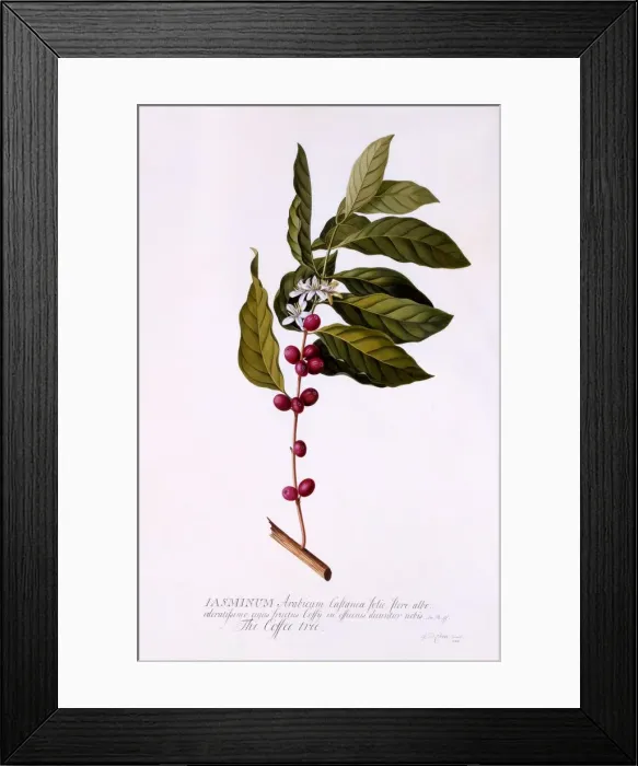 Framed Print : The Coffee Tree, c. 1743 (hand coloured engraving) Framed Print : The Coffee Tree, c. 1743 (hand coloured engraving)