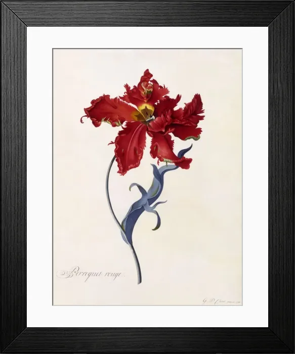 Framed Print : Perroquet Rouge, c. 1744 (hand coloured engraving) Framed Print : Perroquet Rouge, c. 1744 (hand coloured engraving)