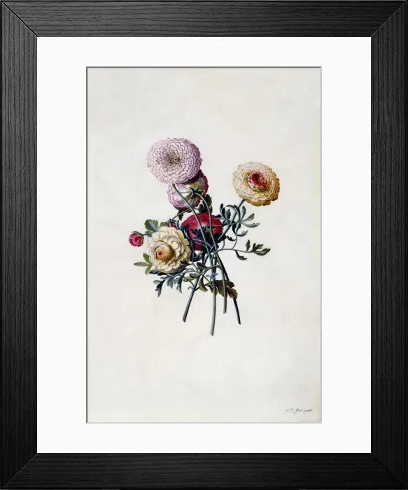 Framed Print : Mixed Ranunculas, c. 1743 (hand coloured engraving) Framed Print : Mixed Ranunculas, c. 1743 (hand coloured engraving)