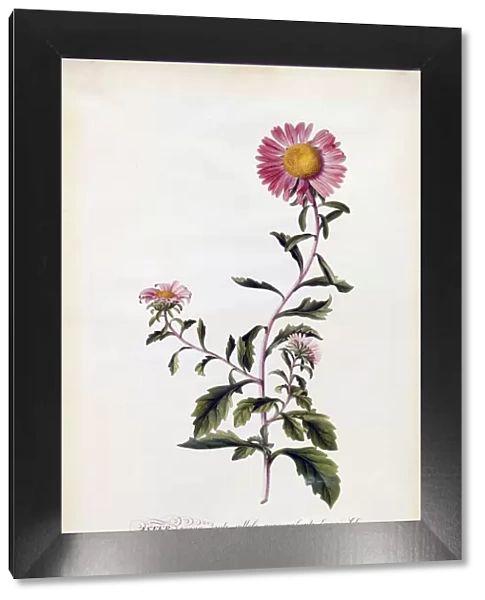 Aster, c. 1743 (hand coloured engraving)