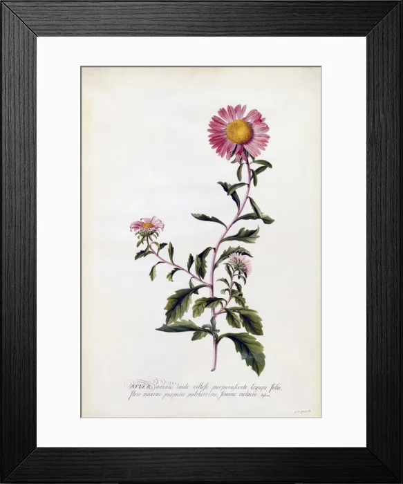 Framed Print : Aster, c. 1743 (hand coloured engraving) Framed Print : Aster, c. 1743 (hand coloured engraving)
