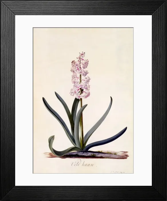 Framed Print : Hyacinth Veld Haan, c. 1744 (hand coloured engraving) Framed Print : Hyacinth Veld Haan, c. 1744 (hand coloured engraving)