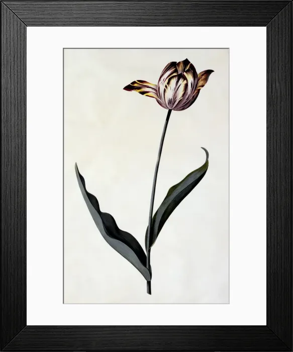 Framed Print : Tulip, c. 1745 (hand coloured engraving) Framed Print : Tulip, c. 1745 (hand coloured engraving)