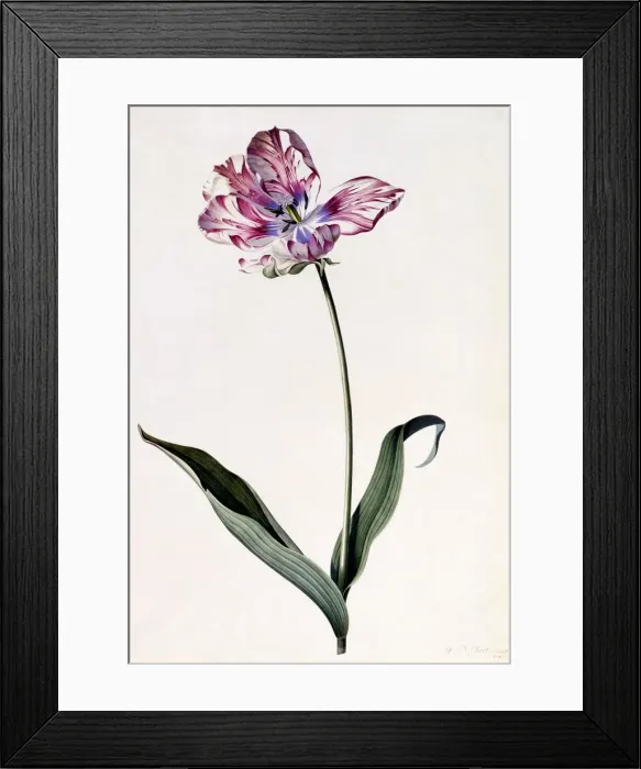 Framed Print : Tulip, c. 1745 (hand coloured engraving)