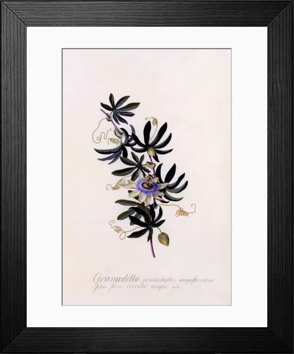 Framed Print : Passiflora Granadilla, c. 1745 (hand coloured engraving) Framed Print : Passiflora Granadilla, c. 1745 (hand coloured engraving)