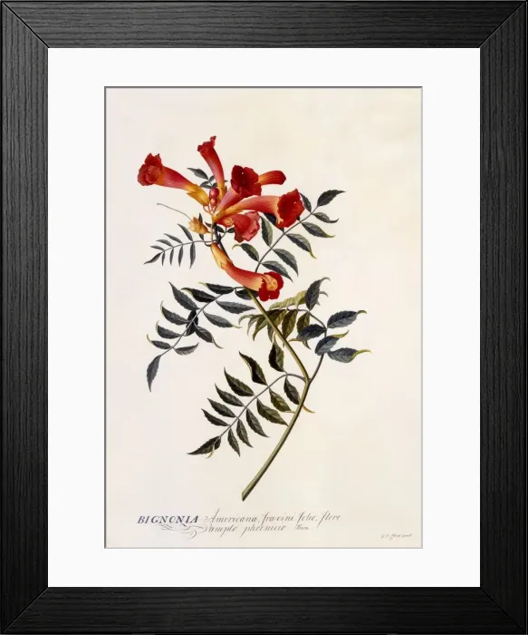 Framed Print : Bignonia Americana, c. 1743 (hand coloured engraving) Framed Print : Bignonia Americana, c. 1743 (hand coloured engraving)