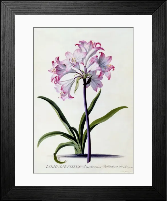 Framed Print : Lilio Narcissus, c. 1744 (hand coloured engraving) Framed Print : Lilio Narcissus, c. 1744 (hand coloured engraving)