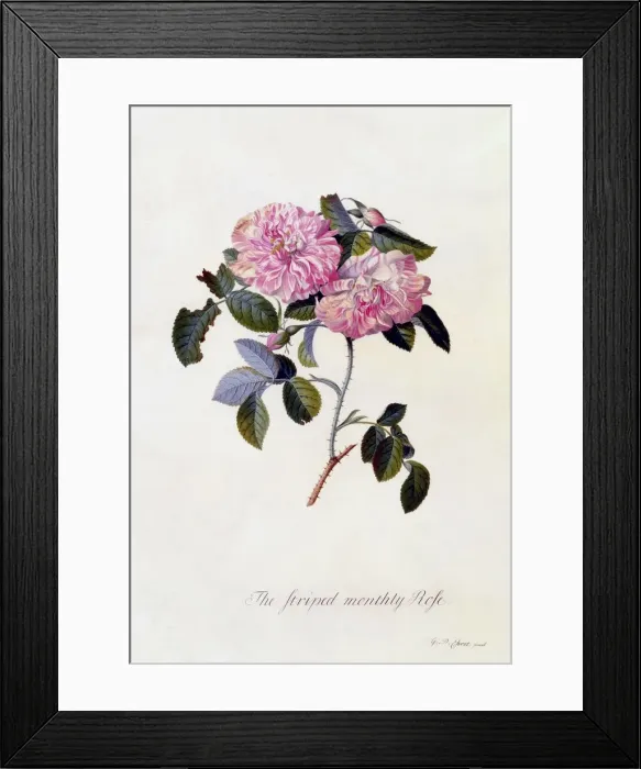 Framed Print : The Striped Monthly Rose, c. 1745 (hand coloured engraving) Framed Print : The Striped Monthly Rose, c. 1745 (hand coloured engraving)