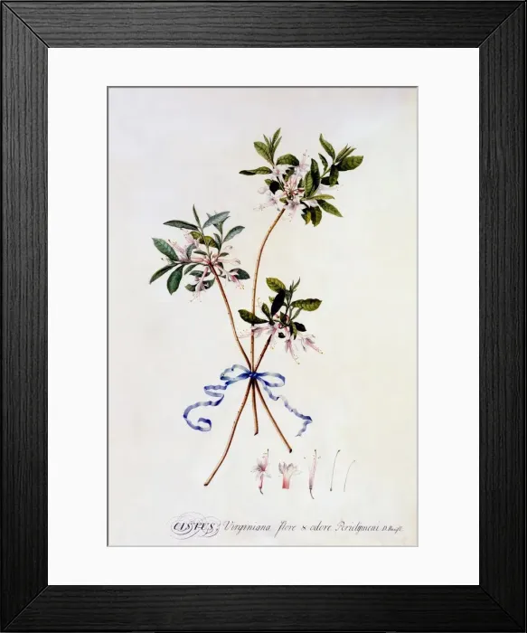 Framed Print : Cistus Virginiana, c. 1743 (hand coloured engraving) Framed Print : Cistus Virginiana, c. 1743 (hand coloured engraving)