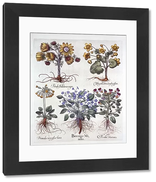 Ipheion Rolf Fiedler Spring Starflower, Marsh Marigold, Pseudo Helleborus, Viola Tricolor