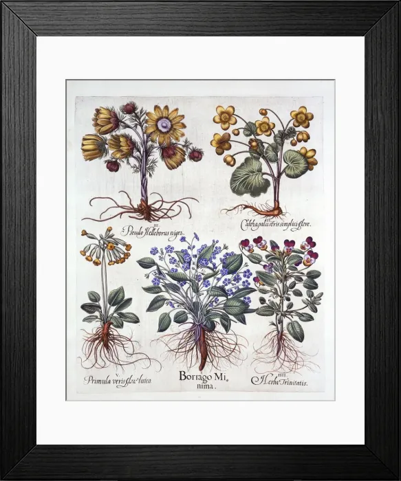 Framed Print : Ipheion Rolf Fiedler Spring Starflower, Marsh Marigold, Pseudo Helleborus, Viola Tricolor Framed Print : Ipheion Rolf Fiedler Spring Starflower, Marsh Marigold, Pseudo Helleborus, Viola Tricolor