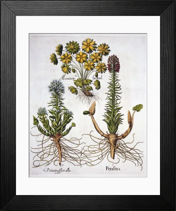 Framed Print : Butterburs and Winter Aconite, from Hortus Eystettensis, by Basil Besler (1561-1629), pub Framed Print : Butterburs and Winter Aconite, from Hortus Eystettensis, by Basil Besler (1561-1629), pub