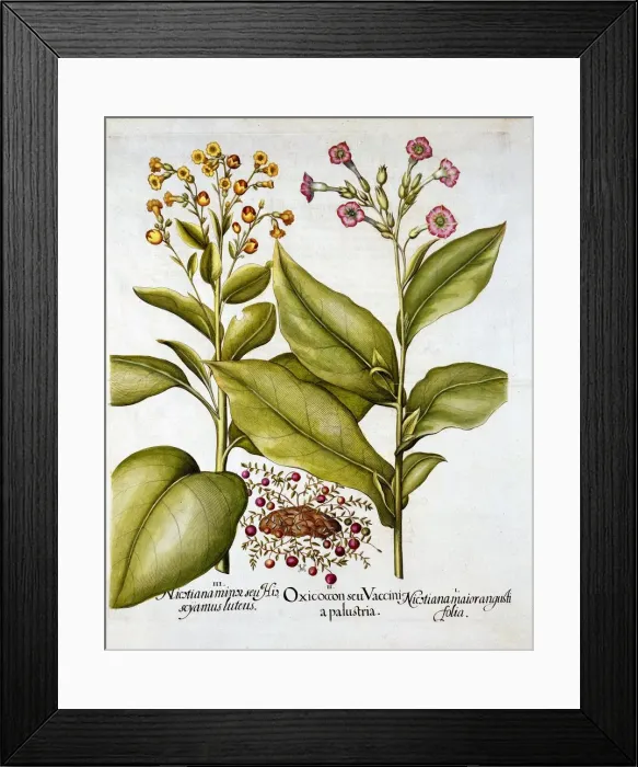 Framed Print : Cranberry and Flowering Tobacco, from Hortus Eystettensis, by Basil Besler (1561-1629), pub Framed Print : Cranberry and Flowering Tobacco, from Hortus Eystettensis, by Basil Besler (1561-1629), pub