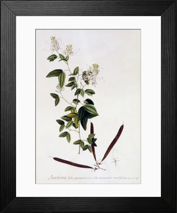 Framed Print : Bauhinia, c. 1745 (hand coloured engraving) Framed Print : Bauhinia, c. 1745 (hand coloured engraving)