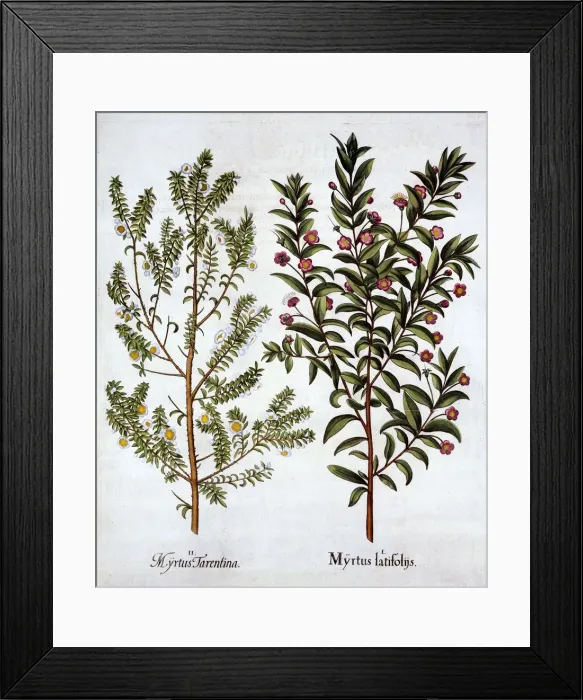 Framed Print : Myrtle Varieties, from Hortus Eystettensis, by Basil Besler (1561-1629), pub Framed Print : Myrtle Varieties, from Hortus Eystettensis, by Basil Besler (1561-1629), pub