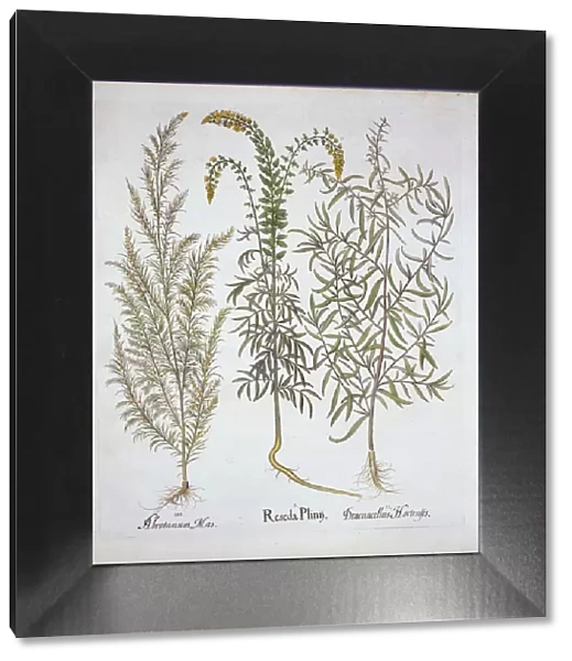 Mignonette, Southernwood, and Tarragon, from Hortus Eystettensis, by Basil Besler (1561-1629)
