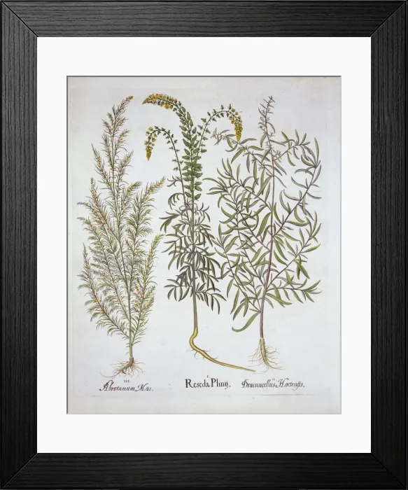 Framed Print : Mignonette, Southernwood, and Tarragon, from Hortus Eystettensis, by Basil Besler (1561-1629) Framed Print : Mignonette, Southernwood, and Tarragon, from Hortus Eystettensis, by Basil Besler (1561-1629)