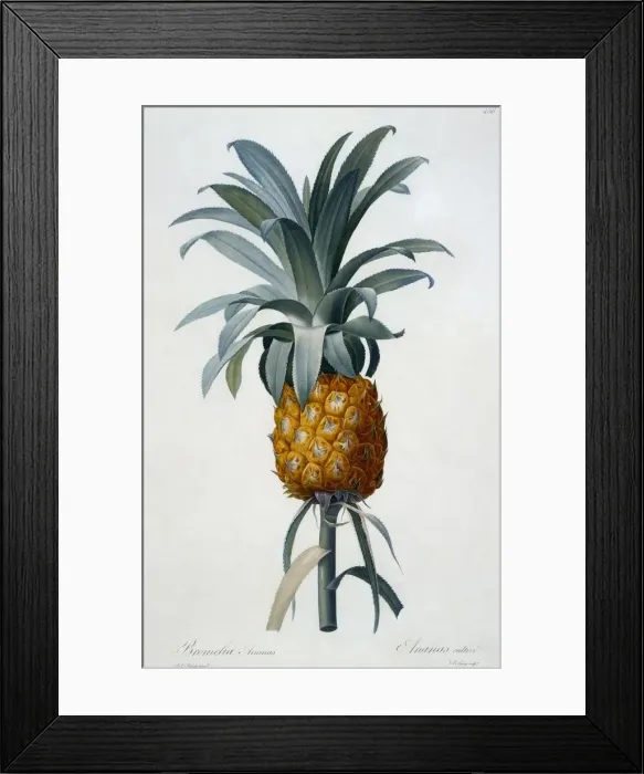 Framed Print : Bromelia Ananas Framed Print : Bromelia Ananas