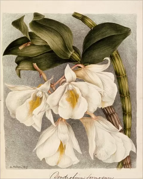 Dendrobium Formosum, c. 1839