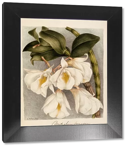 Dendrobium Formosum, c. 1839