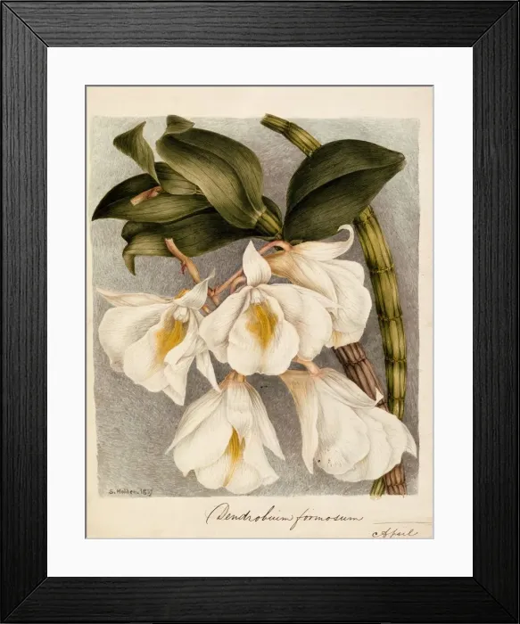 Framed Print : Dendrobium Formosum, c. 1839 Framed Print : Dendrobium Formosum, c. 1839
