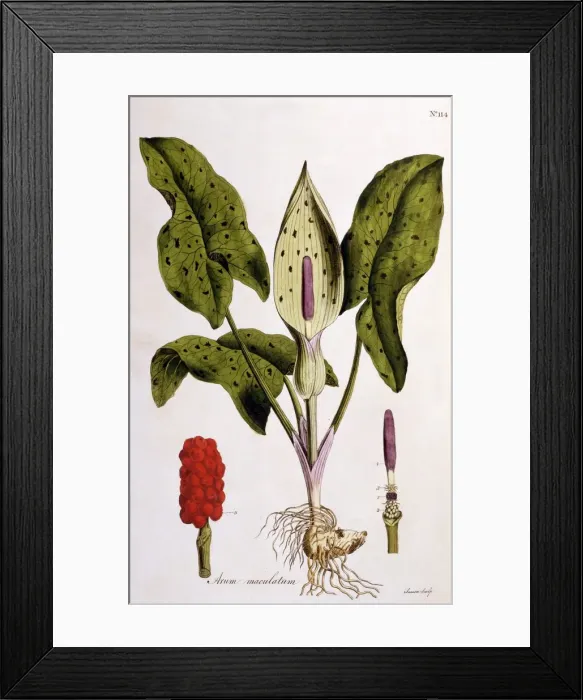 Framed Print : Arum Maculatum, 1775 Framed Print : Arum Maculatum, 1775