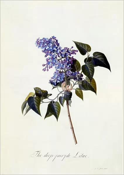 The deep-purple Lilac
