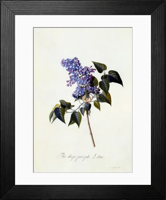 Framed Print : The deep-purple Lilac Framed Print : The deep-purple Lilac