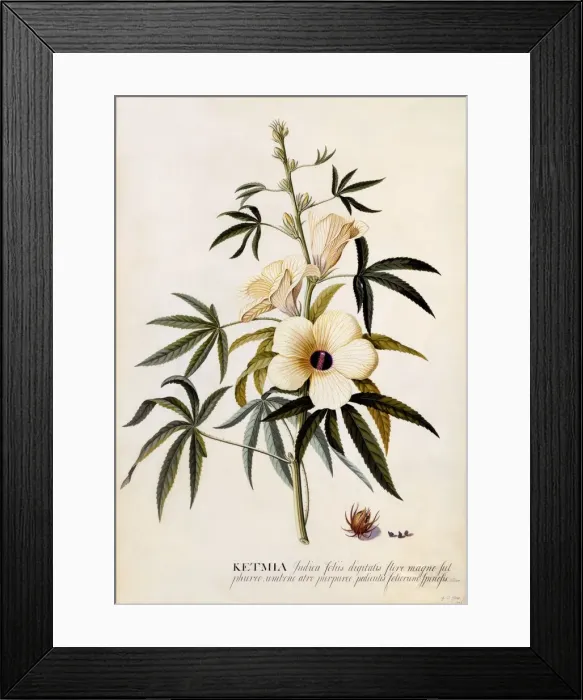 Framed Print : Ketmia, c. 1742 (hand coloured engraving)