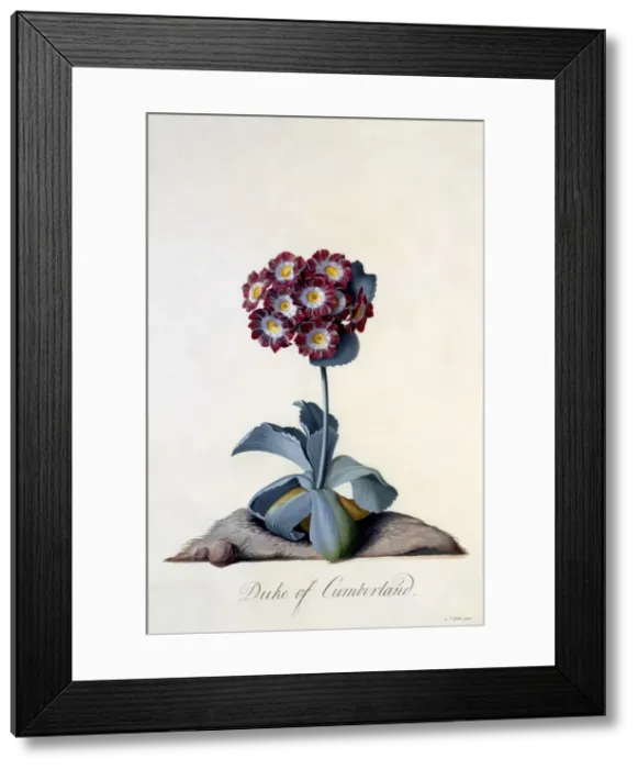 Framed Print : Auricula Duke of Cumberland c. 1743 (hand coloured engraving) Framed Print : Auricula Duke of Cumberland c. 1743 (hand coloured engraving)