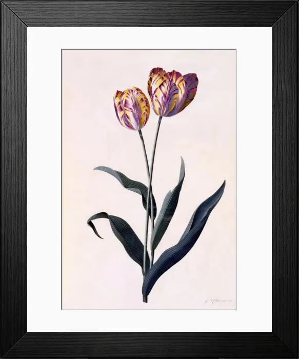 Framed Print : Tulip, c. 1744 (hand coloured engraving) Framed Print : Tulip, c. 1744 (hand coloured engraving)
