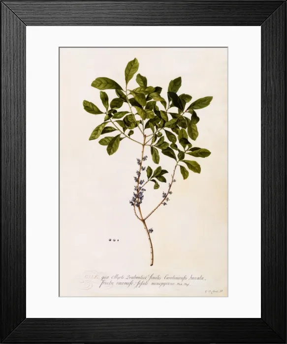 Framed Print : Bayberry or Myrtle Framed Print : Bayberry or Myrtle