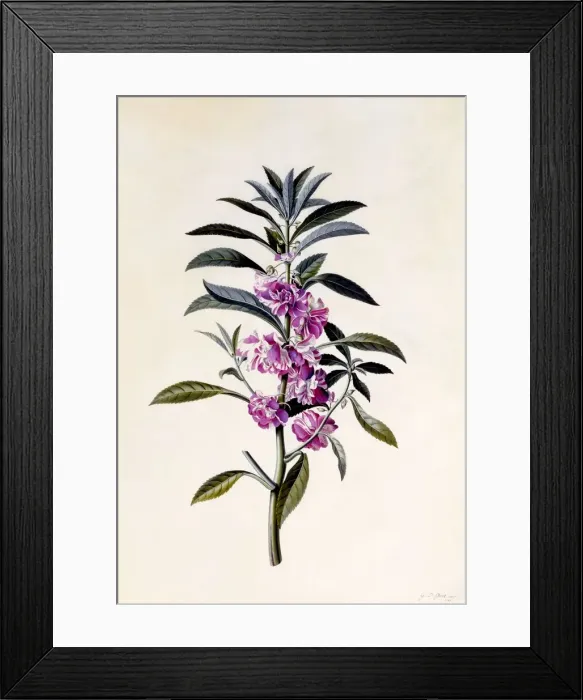 Framed Print : Garden Balsam (Impatiens Balsamina), c. 1746 (hand coloured engraving) Framed Print : Garden Balsam (Impatiens Balsamina), c. 1746 (hand coloured engraving)