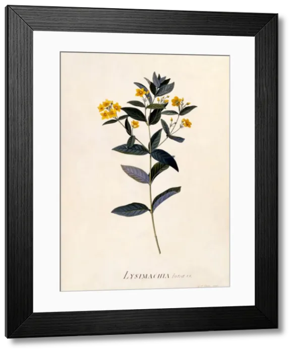 Framed Print : Yellow Loosestrife, c 1760 (hand coloured engraving) Framed Print : Yellow Loosestrife, c 1760 (hand coloured engraving)
