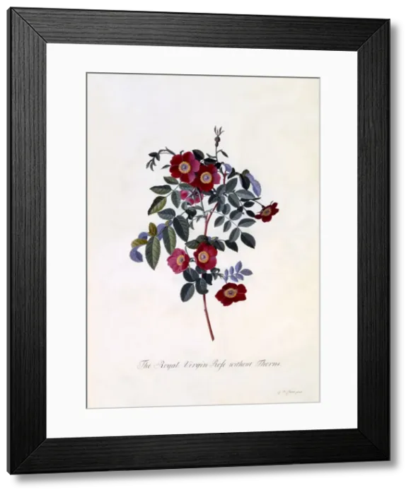 Framed Print : The Royal Virgin Rose without Thorns, c. 1745 (hand coloured engraving) Framed Print : The Royal Virgin Rose without Thorns, c. 1745 (hand coloured engraving)