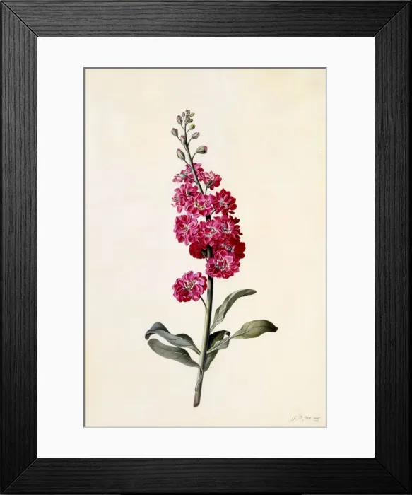 Framed Print : Stock (Matthiola Incana), c. 1746 (hand coloured engraving) Framed Print : Stock (Matthiola Incana), c. 1746 (hand coloured engraving)