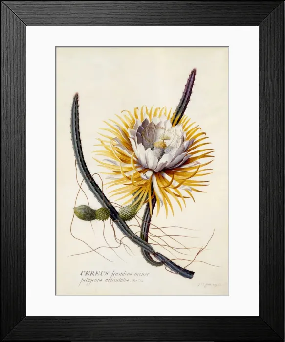 Framed Print : Cereus (Queen of the Night), c. 1744 (hand coloured engraving) Framed Print : Cereus (Queen of the Night), c. 1744 (hand coloured engraving)