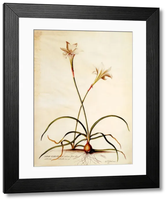 Framed Print : Lilio Narcissus, c. 1745 9hand coloured engraving) Framed Print : Lilio Narcissus, c. 1745 9hand coloured engraving)