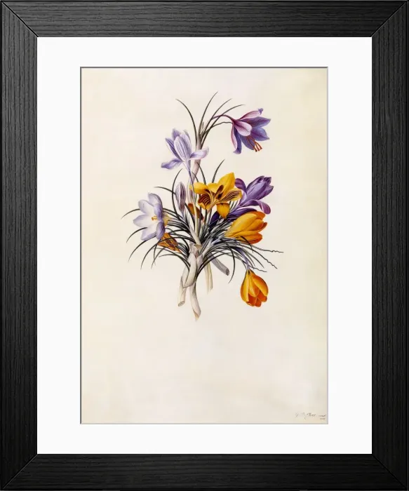 Framed Print : Crocuses, c. 1744 (hand coloured engraving) Framed Print : Crocuses, c. 1744 (hand coloured engraving)