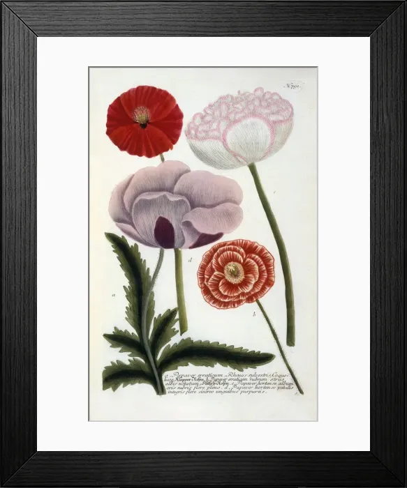 Framed Print : Papaver, 1737 (hand coloured engraving) Framed Print : Papaver, 1737 (hand coloured engraving)