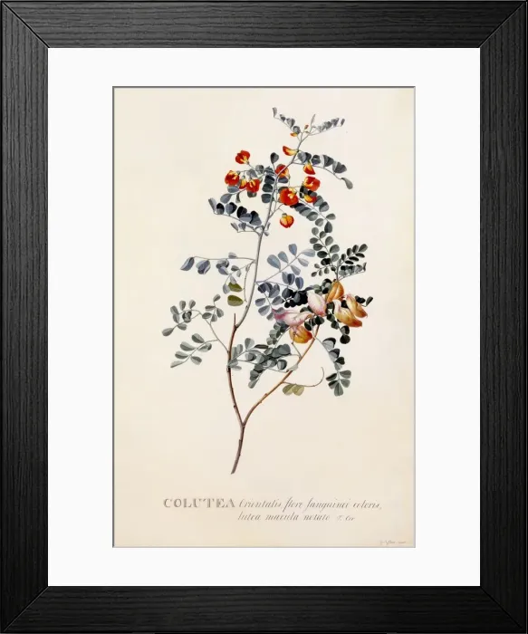 Framed Print : Colutea, c. 1745 (hand coloured engraving) Framed Print : Colutea, c. 1745 (hand coloured engraving)