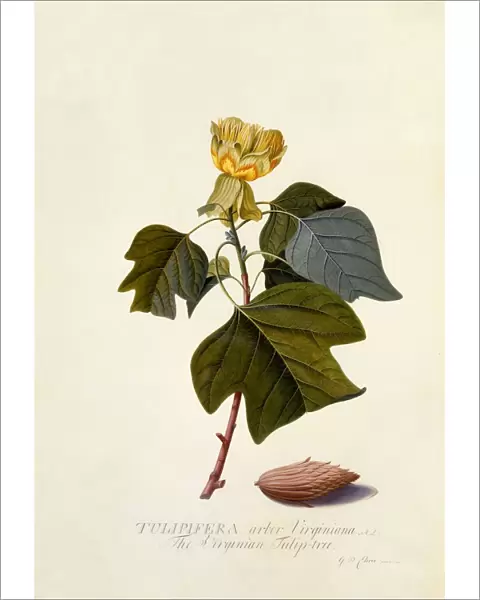 The Virginian Tulip Tree, c. 1743 (hand coloured engraving)
