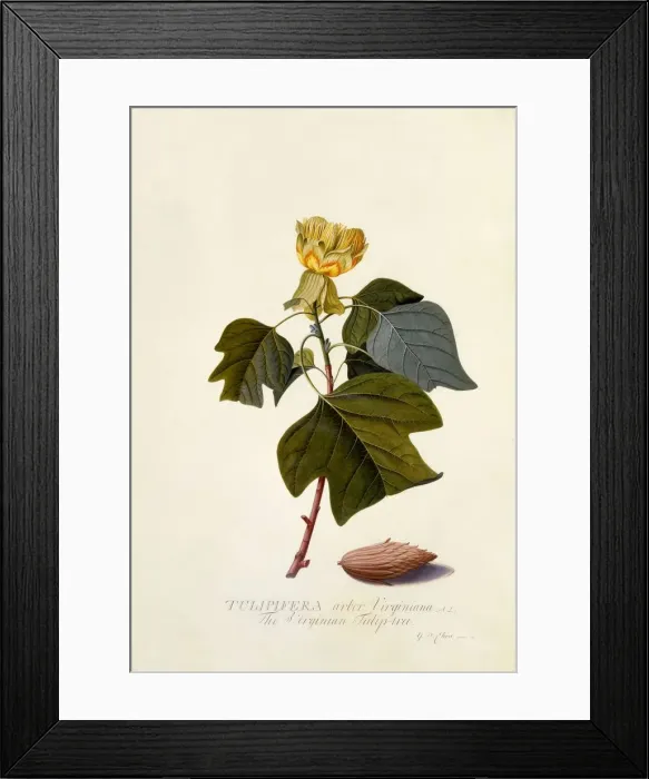 Framed Print : The Virginian Tulip Tree, c. 1743 (hand coloured engraving) Framed Print : The Virginian Tulip Tree, c. 1743 (hand coloured engraving)