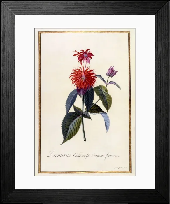 Framed Print : Oswego Tea Plant, c 1740 (hand coloured engraving) Framed Print : Oswego Tea Plant, c 1740 (hand coloured engraving)