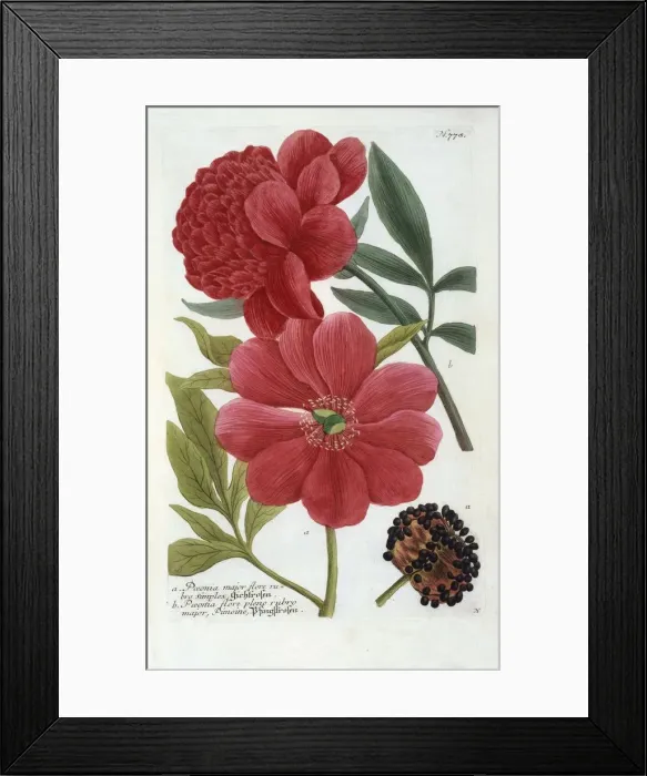 Framed Print : Paeonia, (hand coloured engraving) Framed Print : Paeonia, (hand coloured engraving)