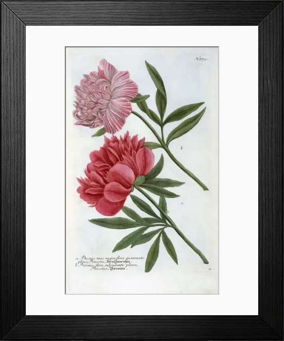 Framed Print : Paeonia, 1737 (hand coloured engraving) Framed Print : Paeonia, 1737 (hand coloured engraving)