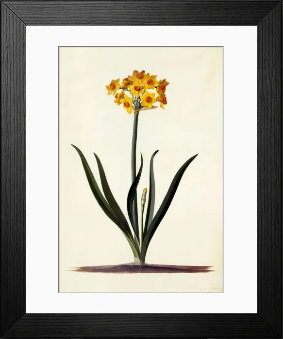 Framed Print : Narcissus, c. 1745 (hand coloured engraving) Framed Print : Narcissus, c. 1745 (hand coloured engraving)