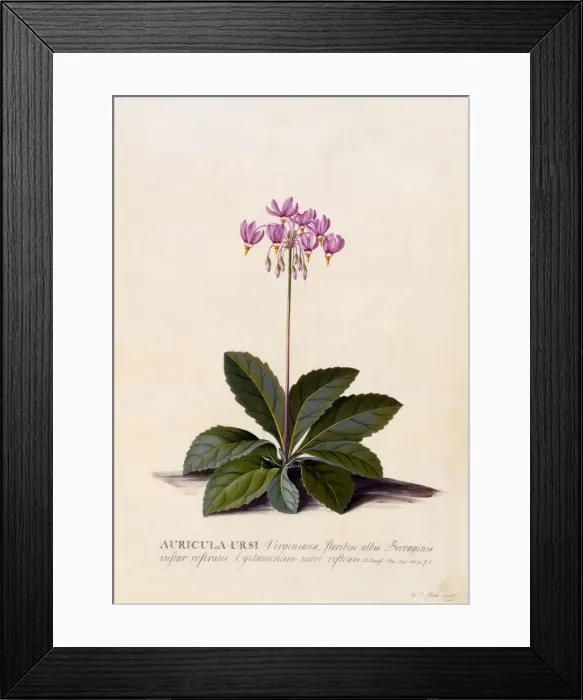 Framed Print : Aricula Ursi (Shooting Star), c. 1744 (hand coloured engraving) Framed Print : Aricula Ursi (Shooting Star), c. 1744 (hand coloured engraving)